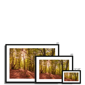 In the Shadow of Trees