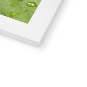 Leaf droplets 2