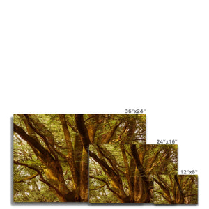 3 Beeches