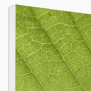 Leaf fractal
