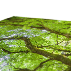Emerald canopy forest scene