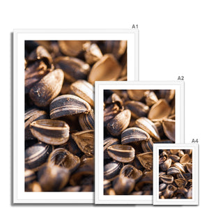 Sun Flower seeds shells