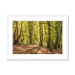 Deep forest shadows