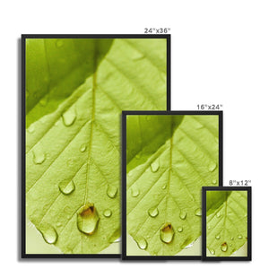 Leaf droplets 5