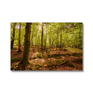 Serene Forest