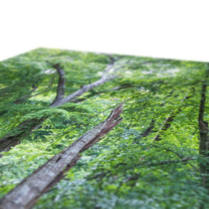 Deep forest landscape