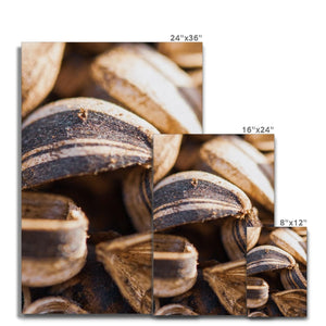 Sun Flower seeds shells