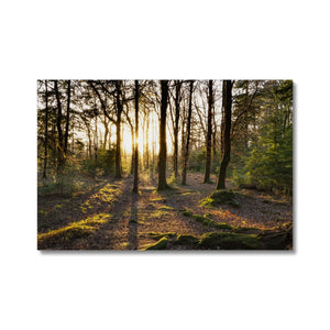 Evening forest sun