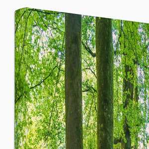 Spring Beeches