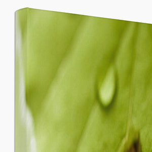 Leaf droplets 4