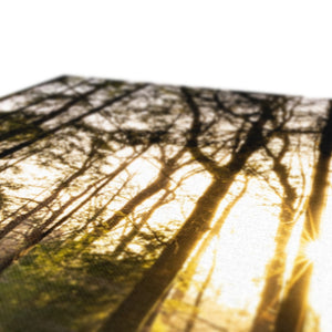 Evening forest sun