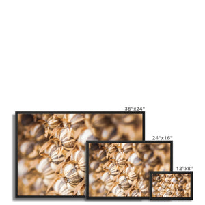 Sun Flower seeds 3