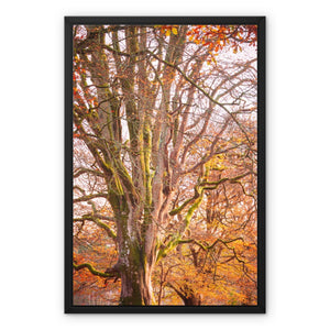 Autumn tree