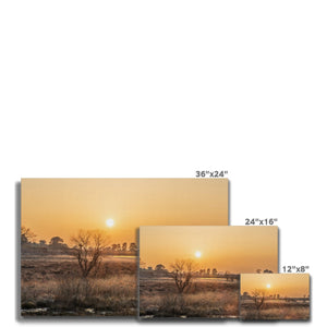 Sun reeds