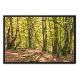 Deep forest shadows