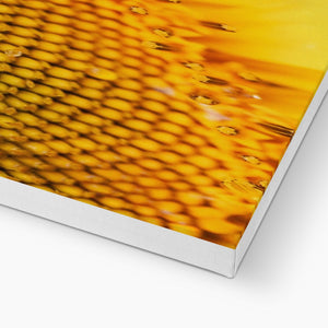 Sun Flower 3