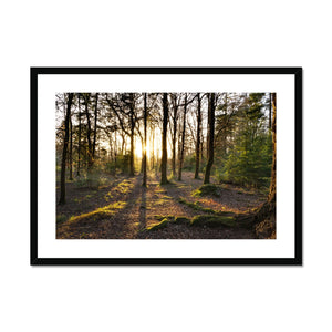 Evening forest sun