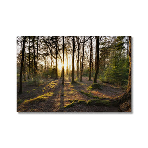 Evening forest sun