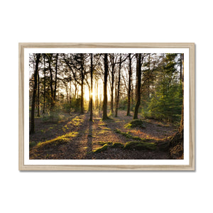 Evening forest sun