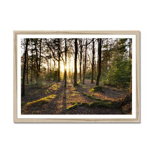 Rhinefield sun Framed Print