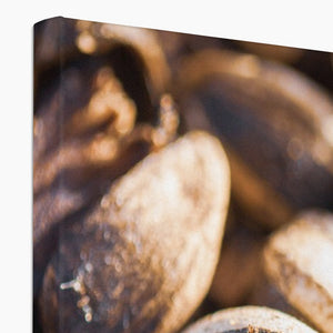 Sun Flower seeds shells
