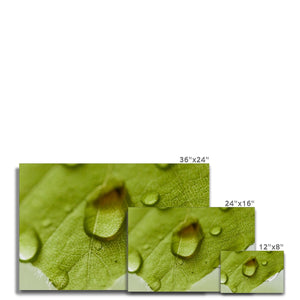 Leaf droplets 4