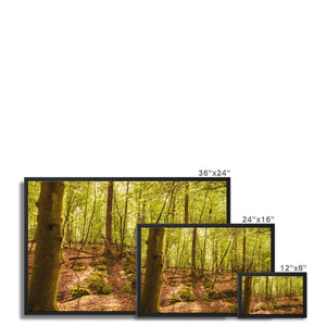Serene Forest
