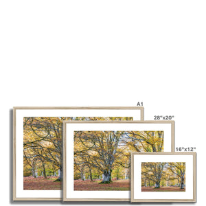 Autumn Beeches