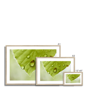 Leaf droplets 4
