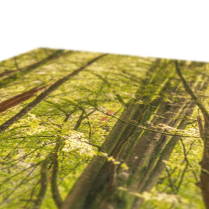 Deep forest shadows