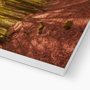 In the Shadow of Trees