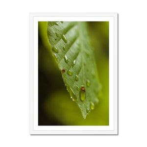 Leaf droplets 3