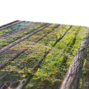 Tranquil autumn woodland