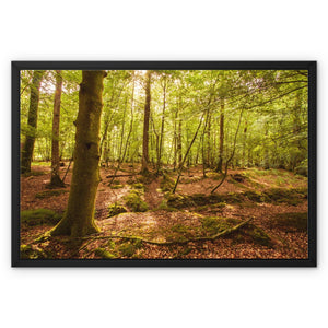 Serene Forest