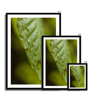 Leaf droplets 3