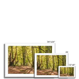 Deep forest shadows