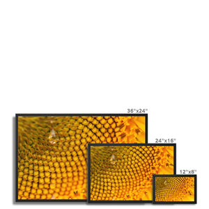 Sun Flower 3