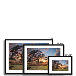 Sunset forest landscape