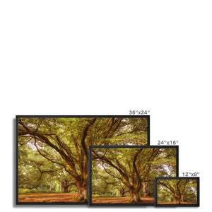 3 Beeches