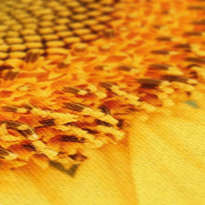 Sun flower 1