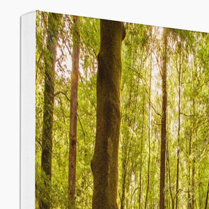 Serene Forest