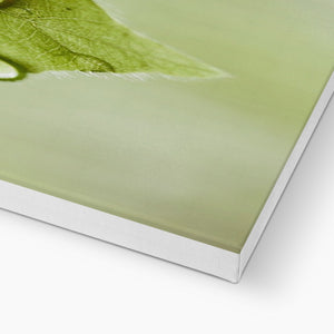 Leaf droplets 4