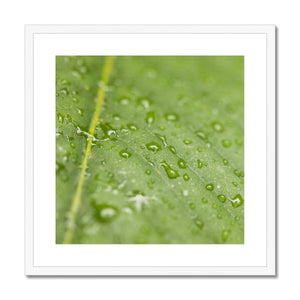 Leaf droplets 2