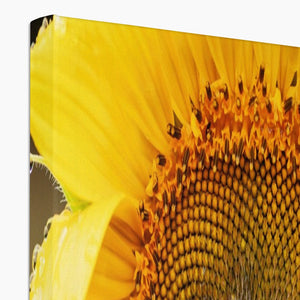Sun Flower 2