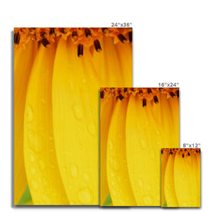 Sun Flower 4