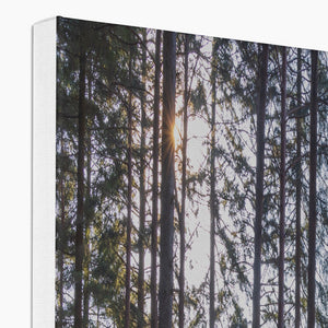 Shadows of the pines