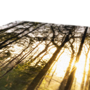 Evening forest sun