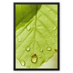 Leaf droplets 5