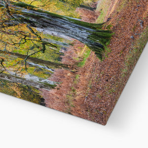 Autumn Beeches