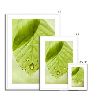 Leaf droplets 5